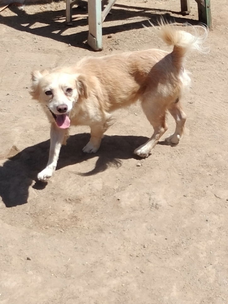 adoptable Dog in Phoenix, AZ named Jordy