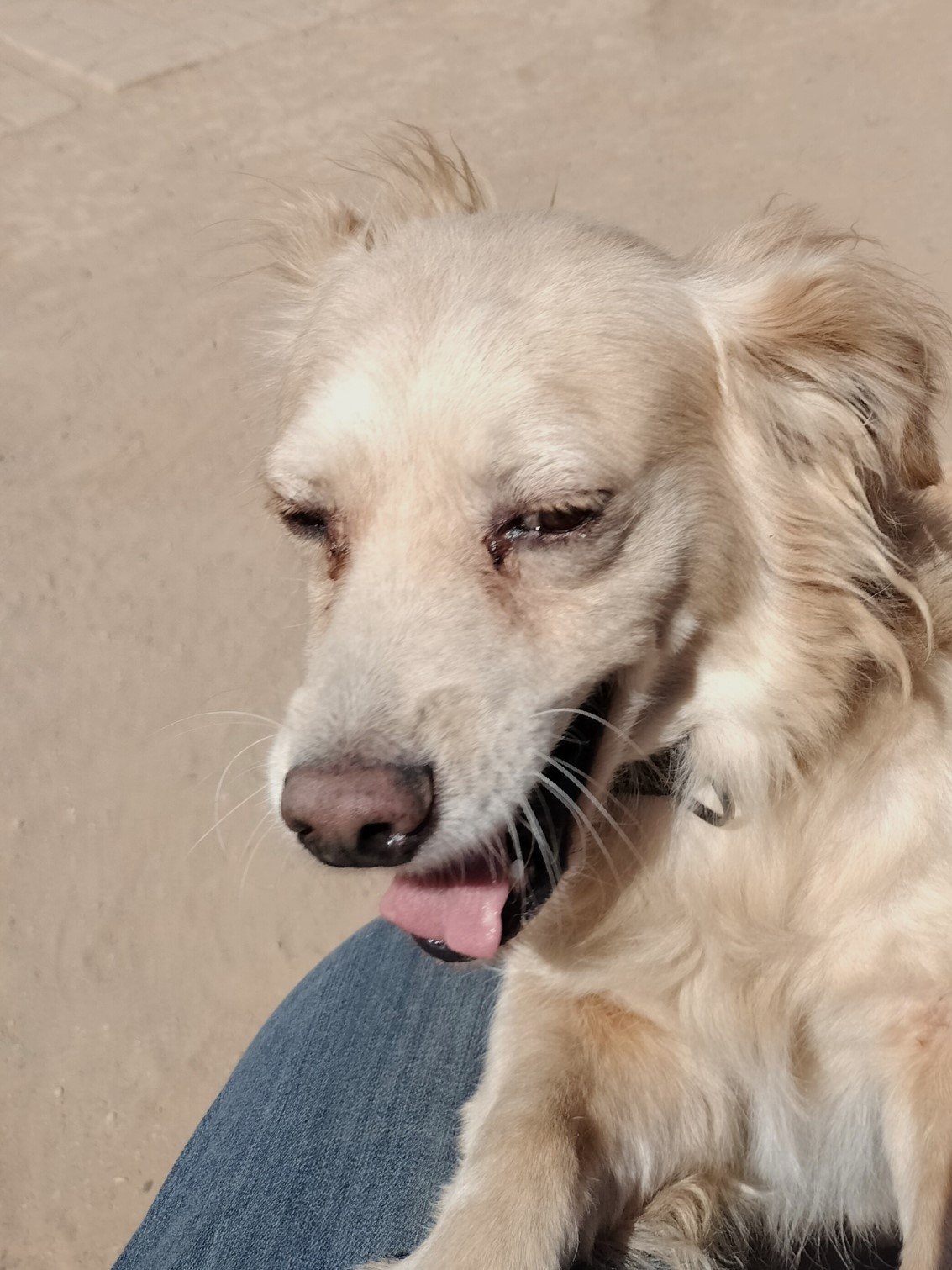 adoptable Dog in Phoenix, AZ named Jordy