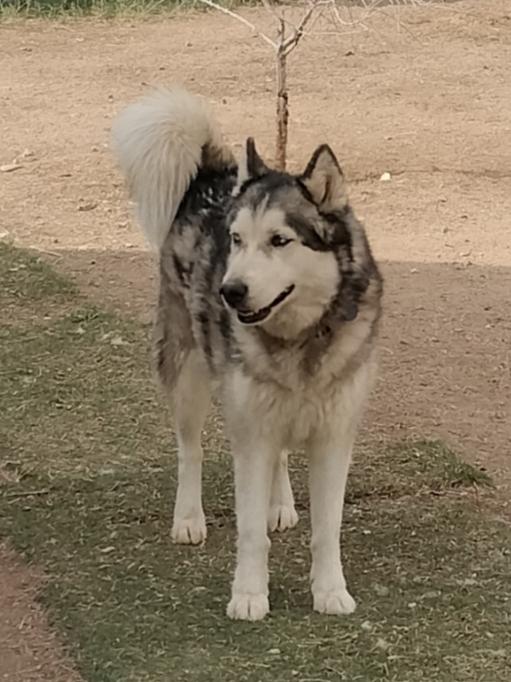 adoptable Dog in Phoenix, AZ named Ralph