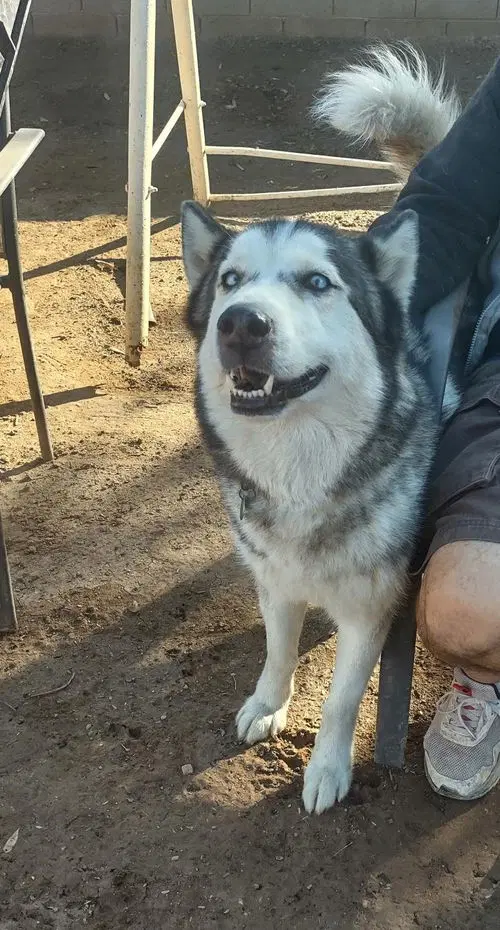 Ralph - Husky