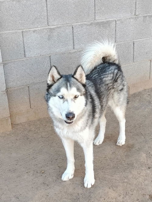 RALPH - Husky available for adoption