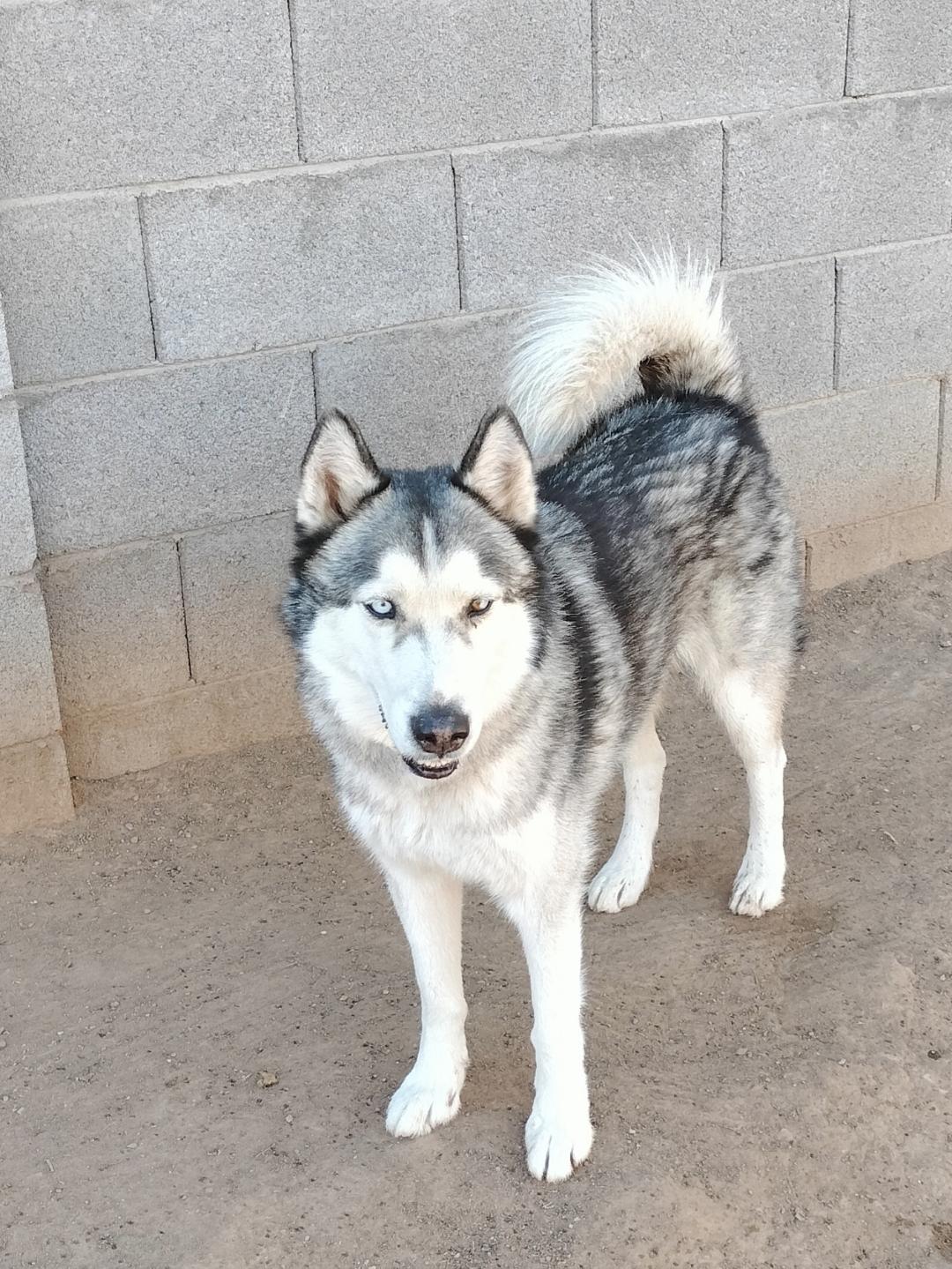 adoptable Dog in Phoenix, AZ named Ralph