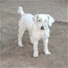 adoptable Dog in , AZ named Hermie