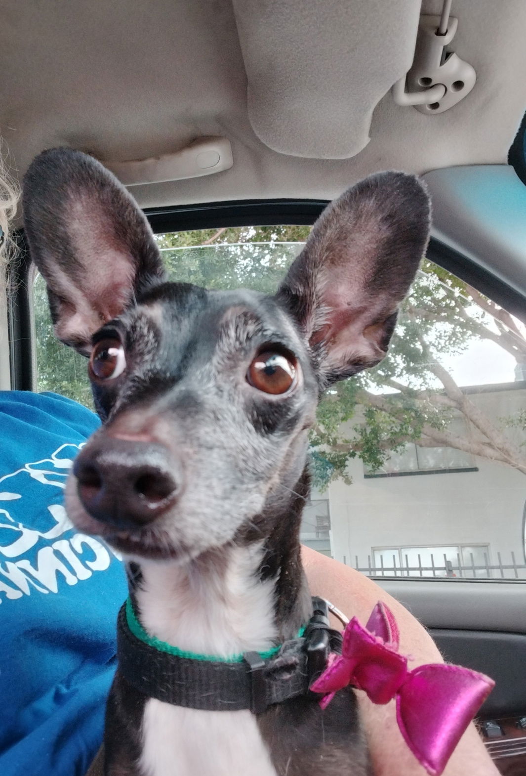 adoptable Dog in Phoenix, AZ named Chica