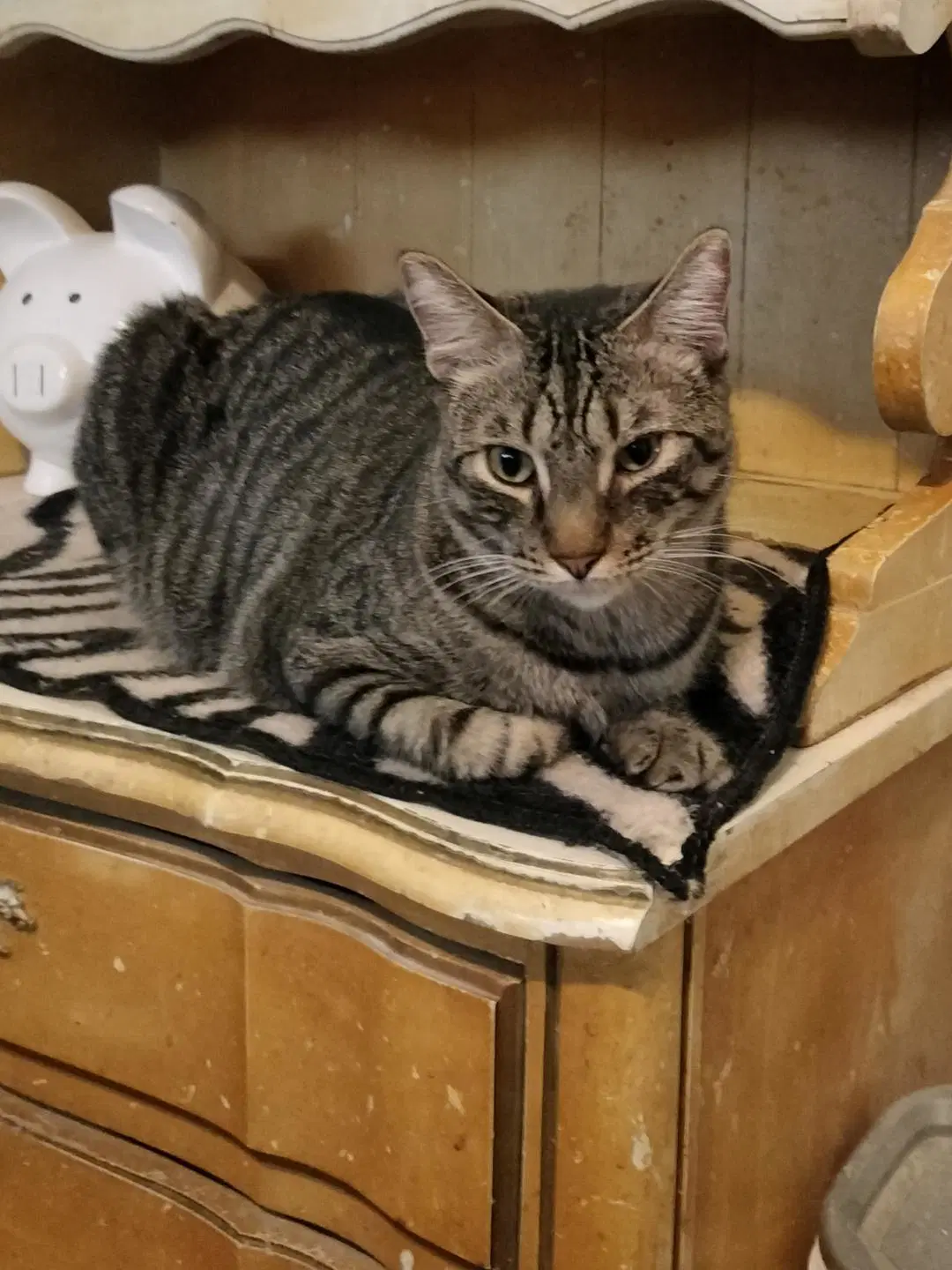 Fancy - American Shorthair
