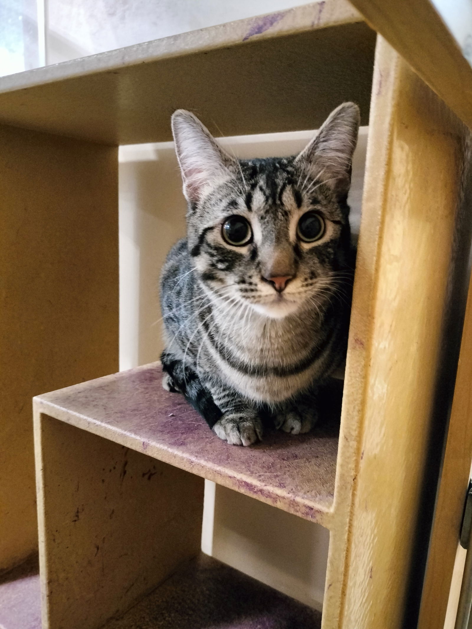 adoptable Cat in Phoenix, AZ named Fancy