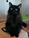 adoptable Cat in  named Buddy