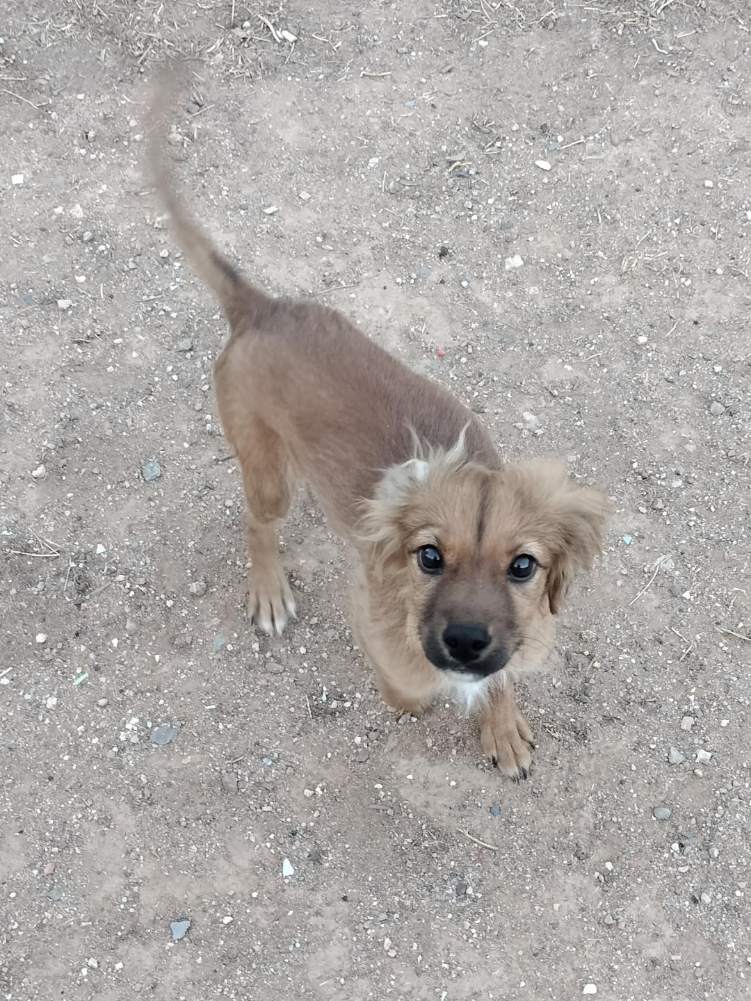 adoptable Dog in Phoenix, AZ named Puppy Roger