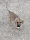 adoptable Dog in  named Puppy Roger