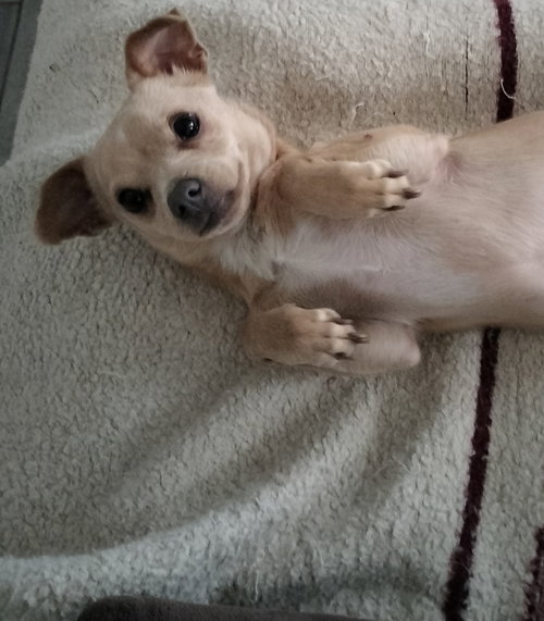 LITTLE MAN - Chihuahua available for adoption