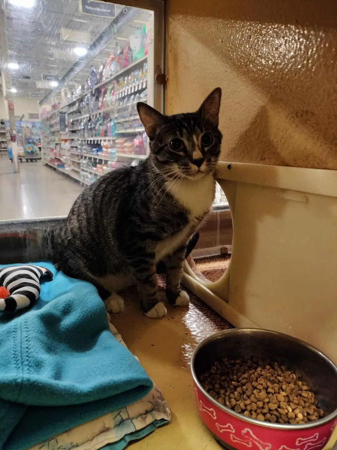 Tabby Boy - American Shorthair