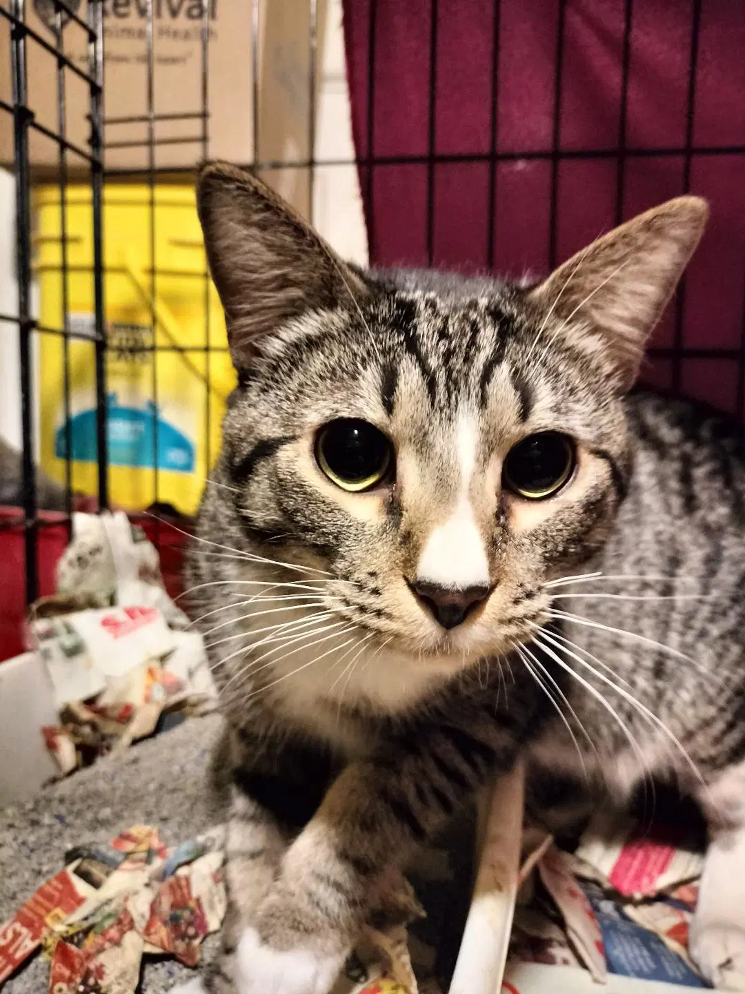 Tabby Boy image 2