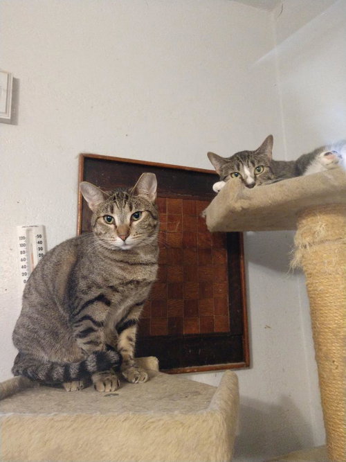 Millie, Adult American Shorthair, cat for adoption in Buckeye, Arizona