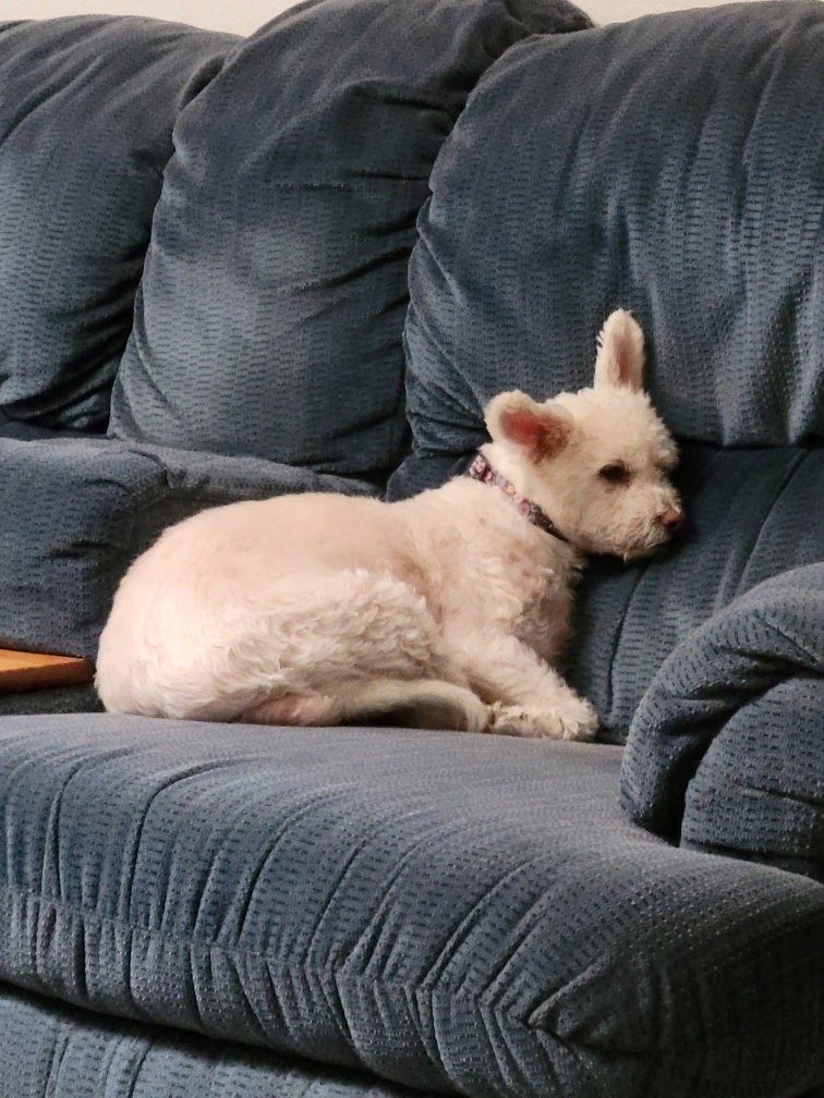 Molly Image