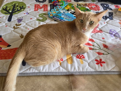 Todd and Belle, Senior American Shorthair, cat for adoption in Buckeye, Arizona