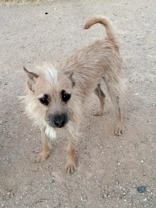 Scrappy - Terrier