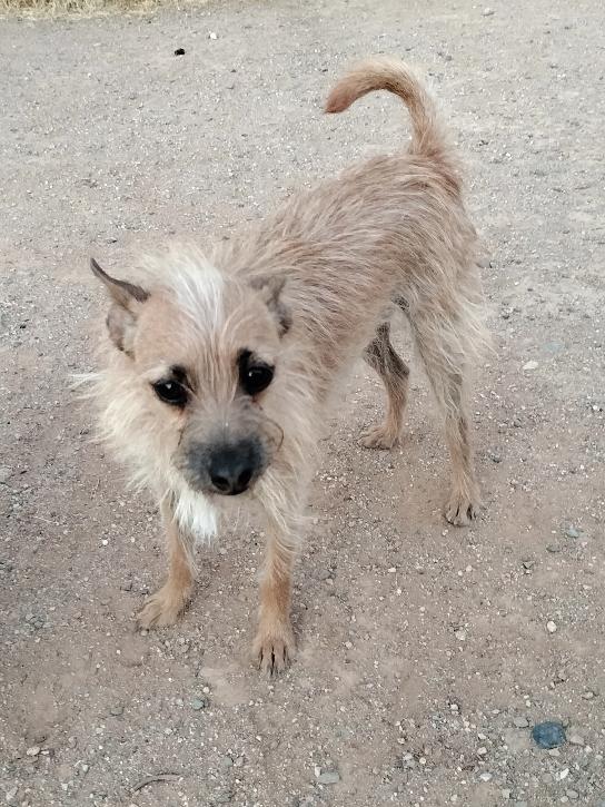 Scrappy