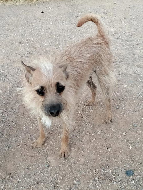 Scrappy, a dog for adoption from Robin Hood Animal Rescue