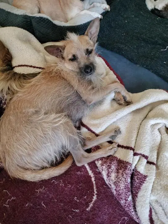 Stitch - Terrier