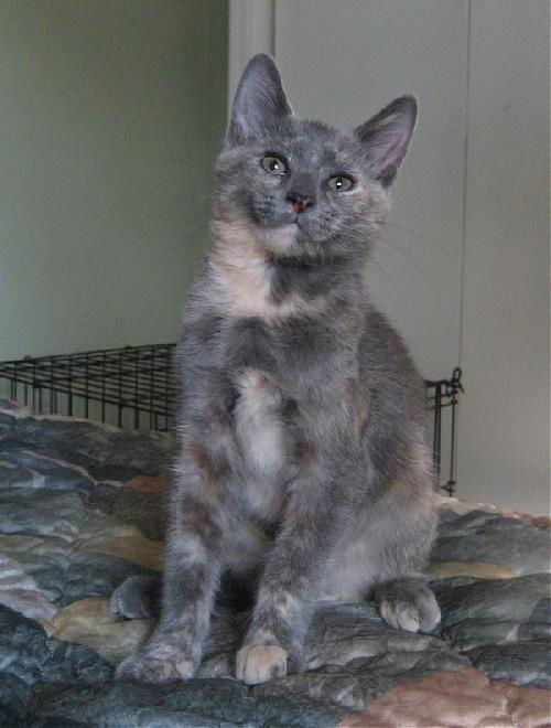 Sherbert