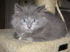 Smudge