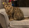 adoptable Cat in walnutport, PA named Jada