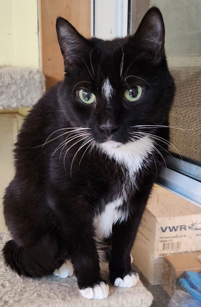 adoptable Cat in Walnutport, PA named Toby