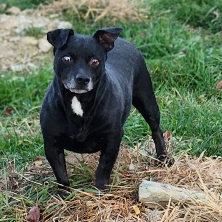 adoptable Dog in Walnutport, PA named Sammy