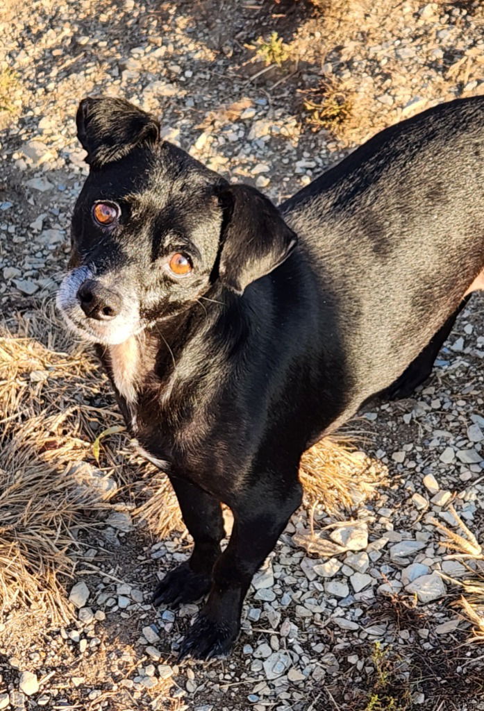 adoptable Dog in Walnutport, PA named Teddy