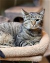 adoptable Cat in walnutport, PA named Murphy