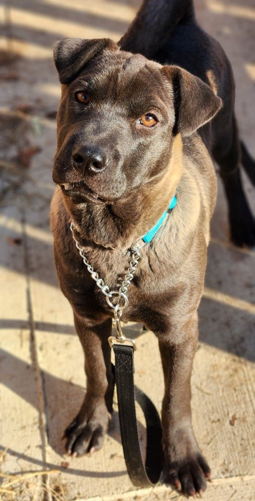 adoptable Dog in Walnutport, PA named Rea