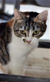 adoptable Cat in walnutport, PA named Winter