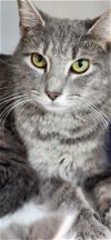 adoptable Cat in walnutport, PA named Luna