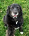 adoptable Dog in walnutport, PA named Talia