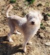 adoptable Dog in walnutport, PA named Tucker