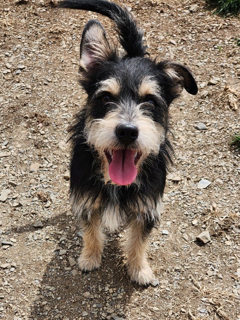 adoptable Dog in Walnutport, PA named Bandit