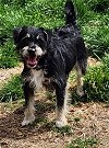 adoptable Dog in walnutport, PA named Smokey