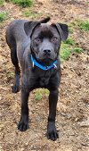 adoptable Dog in walnutport, PA named Stanley