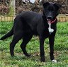 adoptable Dog in walnutport, PA named Hickory