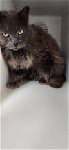 adoptable Cat in , PA named Grace