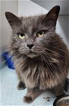 adoptable Cat in  named Grace