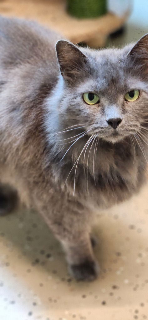 adoptable Cat in Walnutport, PA named Grace