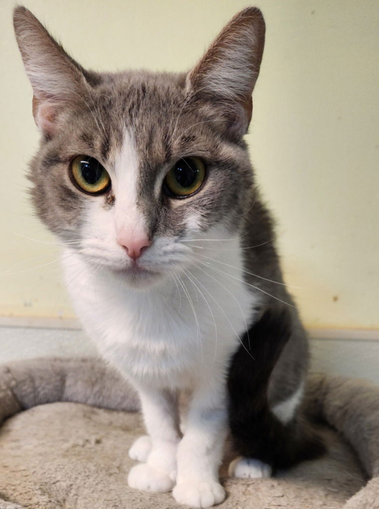 adoptable Cat in Walnutport, PA named Karma