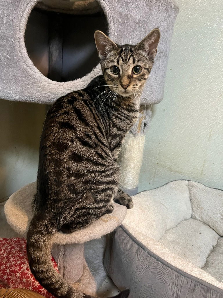 adoptable Cat in Walnutport, PA named Ty