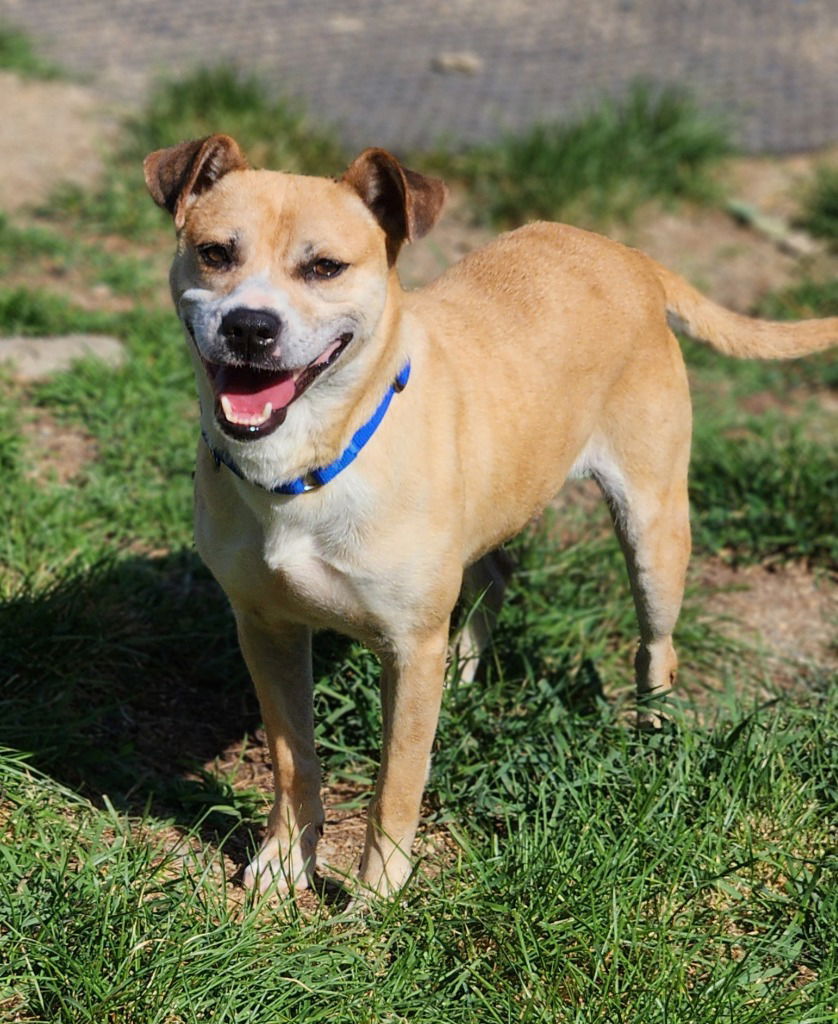 adoptable Dog in Walnutport, PA named Inga