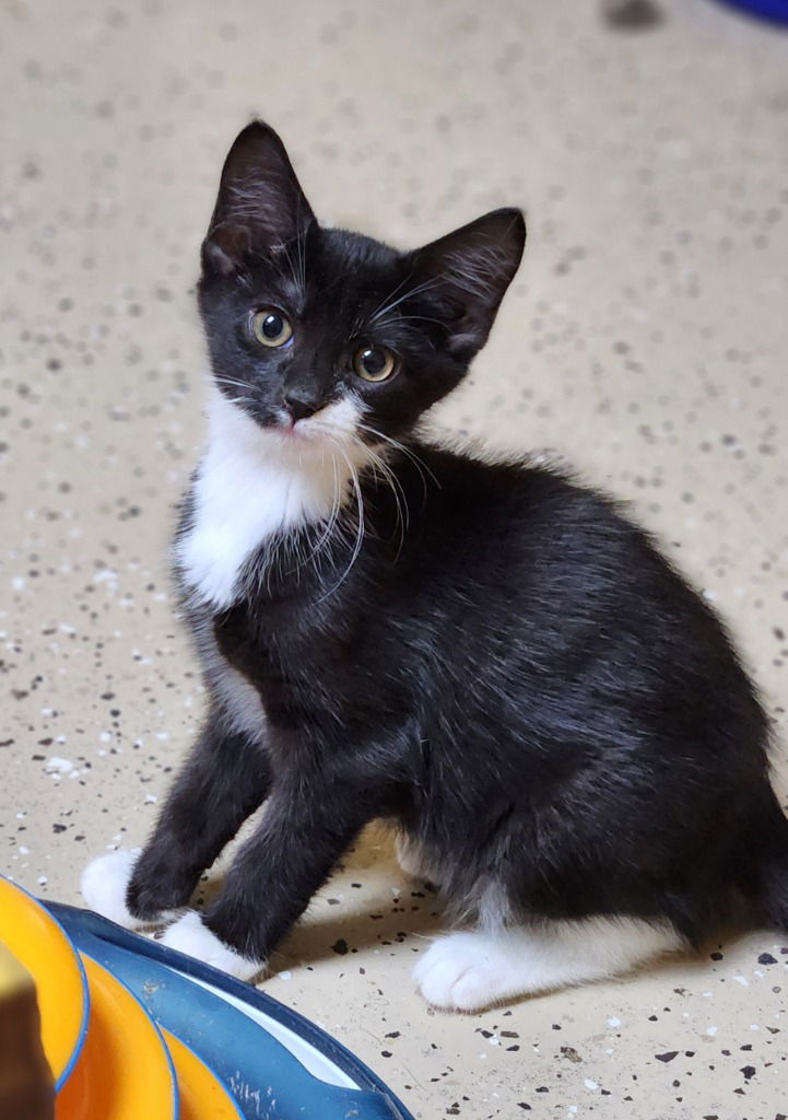 adoptable Cat in Walnutport, PA named Timmy