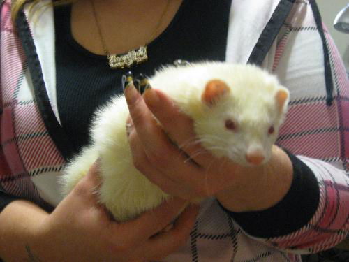 Sylvia
