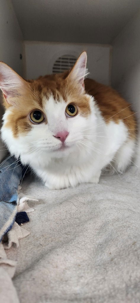 adoptable Cat in Walnutport, PA named Cheddar