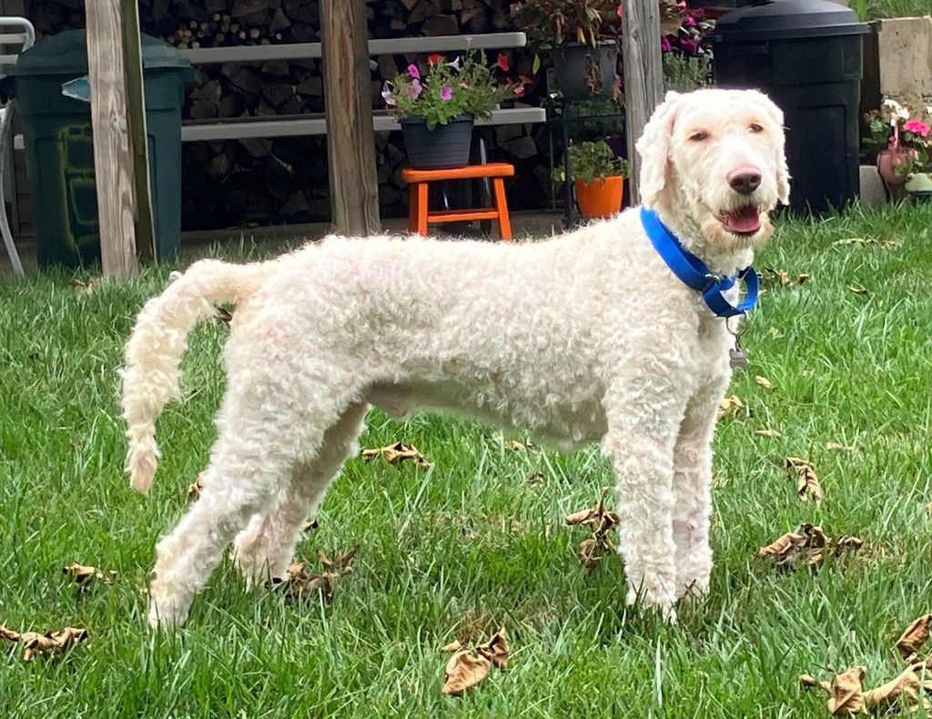 adoptable Dog in Walnutport, PA named Bradley