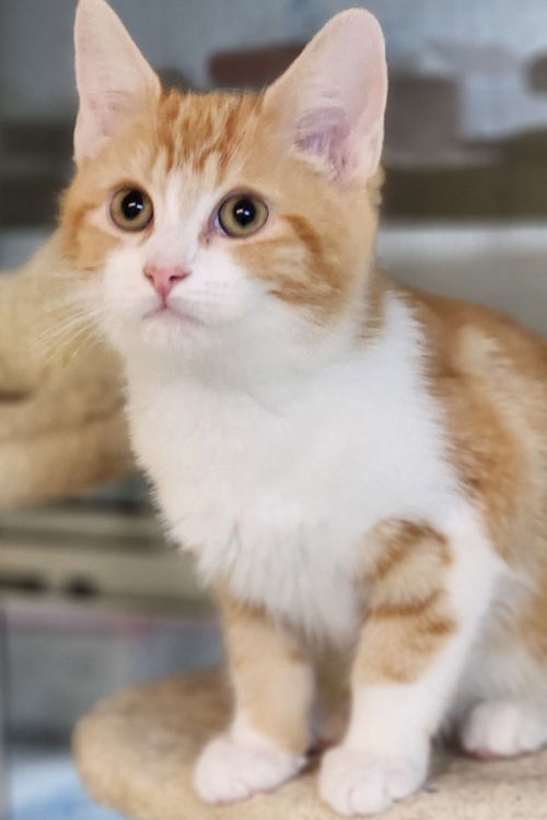 picture of the cat needing adoption